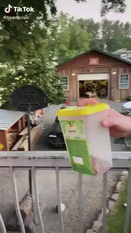 Cat GIF