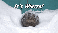 Winter Solstice Cat GIF by Sealed With A GIF