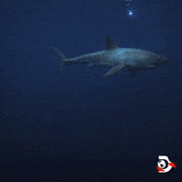 Ocean Swimming GIF by Shark Week