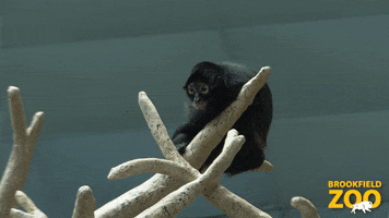 Supervising Monkey Business GIF by Brookfield Zoo