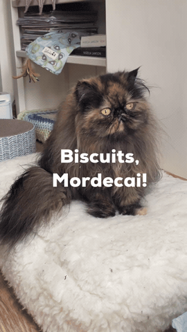 Biscuits GIF