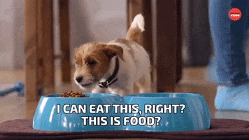 Eat Dog Food GIF by BuzzFeed