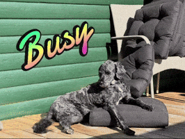 Dog GIF