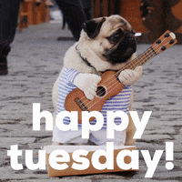 Tuesday Morning Dog GIF by GIPHY Studios Originals