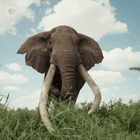 Explore Close Up GIF by Nature on PBS