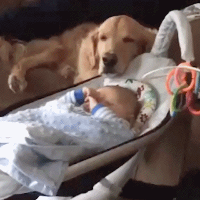 Giphy - Dog Sleeping GIF