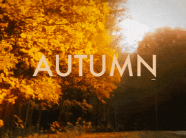 autumn GIF