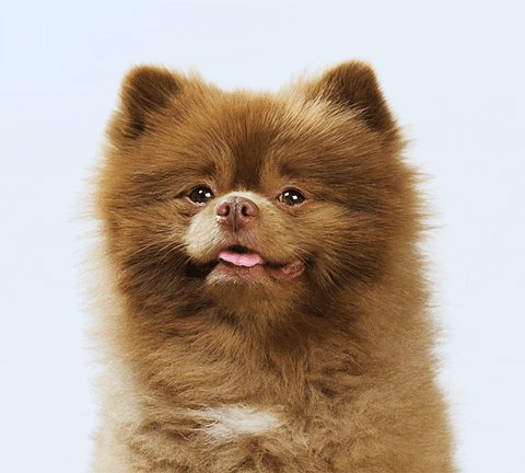pomeranian cute puppy gif