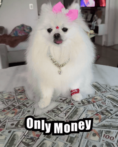 Famous Dog Pomeranian GIF
