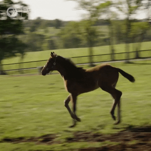 Horses GIFs - Get the best GIF on GIPHY