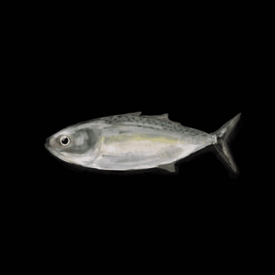 zepop fish sardines sarden GIF