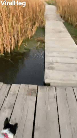 Dog Mistakes Algae For Grass Walks Headfirst Off Dock GIF by ViralHog - Find & Share on GIPHY