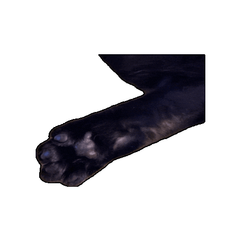 Black Cat Sticker by Rod Kim