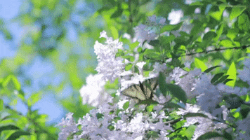 200.gif?cid=fc005b083c7e5a954c10ae425f6758d88e31875156cbdb1e&rid=200.gif&ct=g