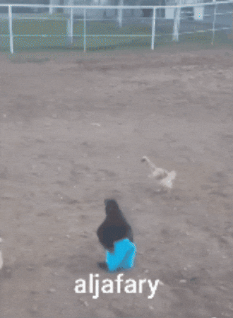 Chicken Rooster GIF
