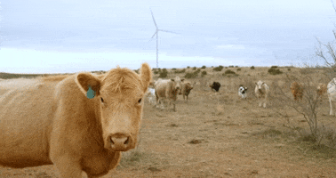 BantamCommunications texas cow farmer windmill GIF