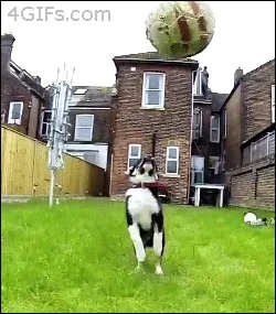 Dog Falling GIF
