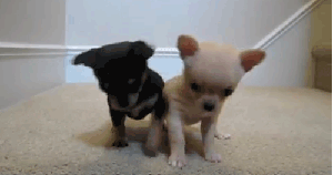cute dog