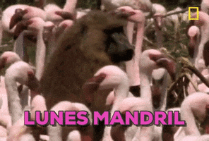 sonideromandril baboon mandril GIF