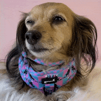 Wiener Dog GIF by beangoods