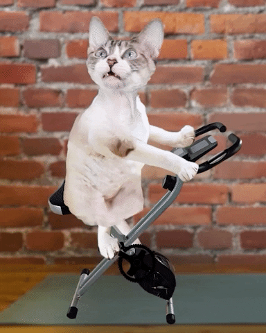 Work Out Cat GIF