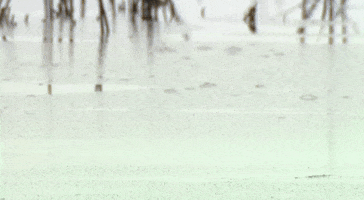 Hungry Duck GIF by U.S. Fish and Wildlife Service
