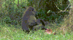 Best Baboon Gifs Primo Gif Latest Animated Gifs Best Baboon Gifs Primo Gif Latest Animated Gifs