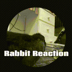 Rabbit GIF
