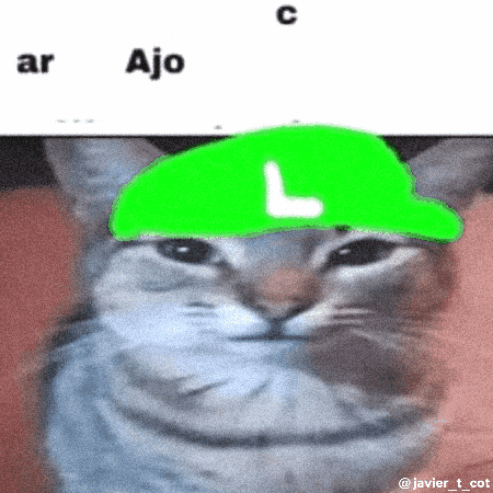 Cat Meme GIF