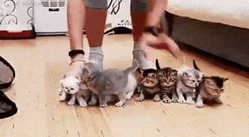 Herding Cats GIFs - Find & Share on GIPHY
