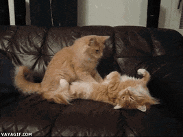 Video gif. An furry orange cat lies on its back with its paws in the air as another orange cat gently massages its belly. 