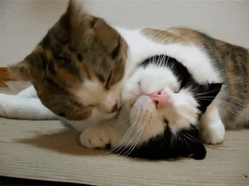 Best Friends Cats GIF - Find & Share on GIPHY