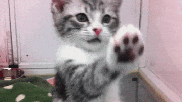 High Five Kitten GIF