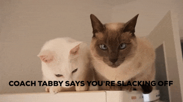 Cats GIF