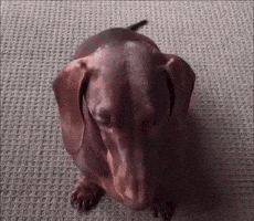 Dog GIF