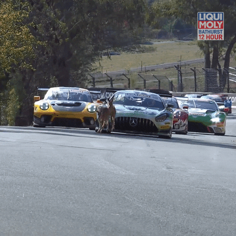 Mount Panorama Lol GIF by Supercars Championship