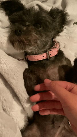 Casey Yorkie GIF by Shelly Saves the Day