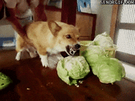 200.gif