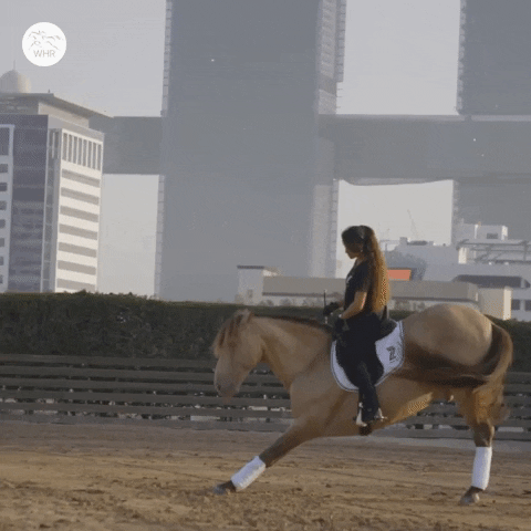 Happy Sport GIF by World Horse Racing
