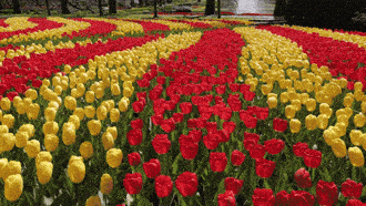 Podobają ci się tulipany