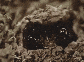 open knowledge vintage GIF by Okkult Motion Pictures