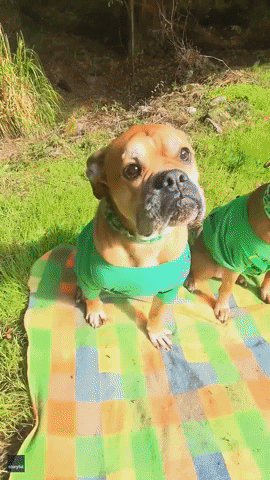 St Patricks Day Dogs GIF by Storyful
