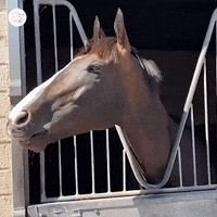 Laugh Winner GIF by World Horse Racing