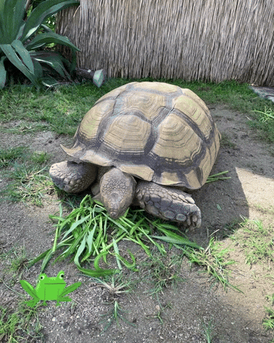 Turtle GIF