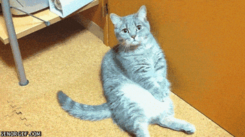cat beg GIF