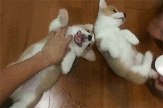corgis