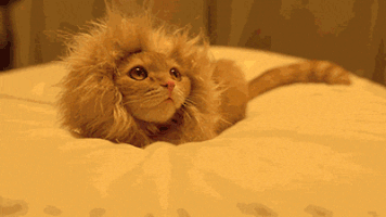 cat lion GIF