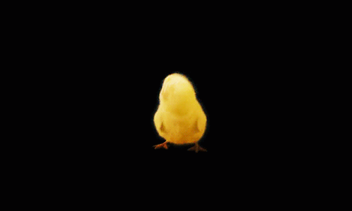 chicken dance