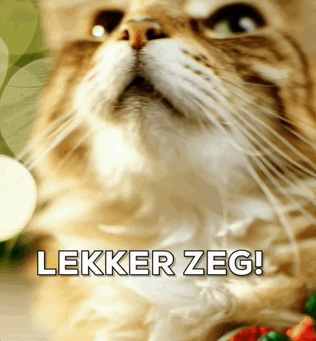 Cat Yes GIF by KPN