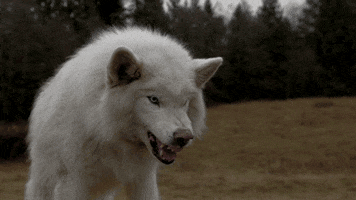 dog wolf GIF